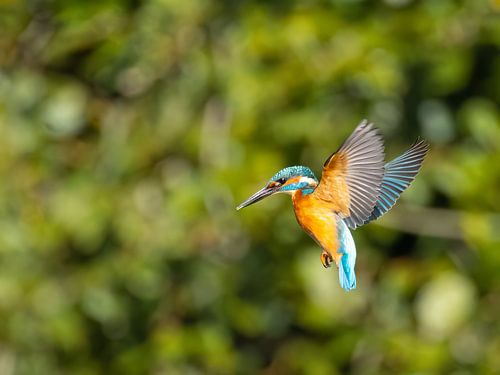 Kingfisher im Rüttelflug beim Fischen