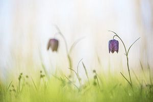 Wilde kievitsbloemen