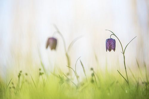 Wilde kievitsbloemen