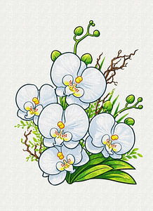 Weiße Orchideen in sanfter Stille.