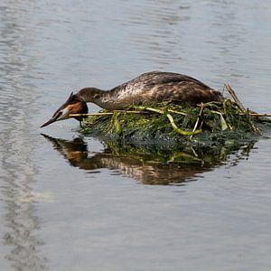 Broedende fuut von Abra van Vossen