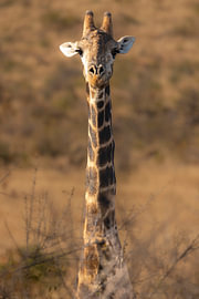 Giraffe auf der Lauer von Anita Abbink