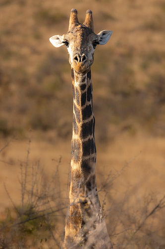 Giraffe auf der Lauer