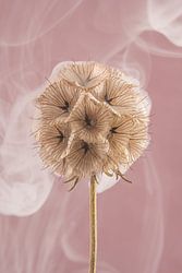 Zarte Schönheit – Eine Trockenblume auf altrosa