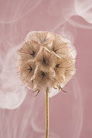 Gentle beauty – A dried flower on an antique pink background by Marjolijn van den Berg