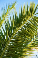 Fris groene palmbladeren I Hvar, Kroatië