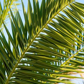 Frische grüne Palmenblätter I Hvar, Kroatien von Floris Trapman