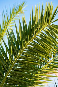 Feuilles de palmier vertes et fraîches I Hvar, Croatie sur Floris Trapman