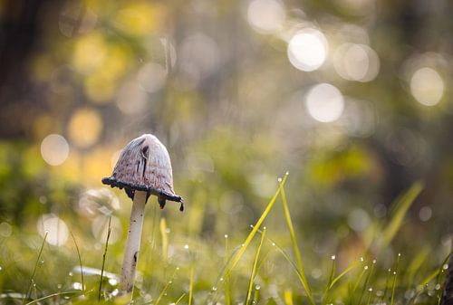 Couleurs d'automne - Collection d'automne