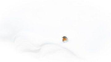 Robin dans la neige sur Alex Pansier