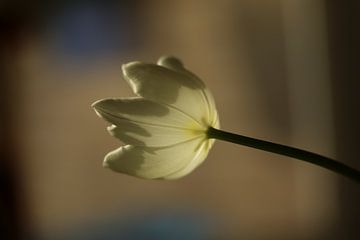 En tulp in het zonlicht van Pim van der Horst