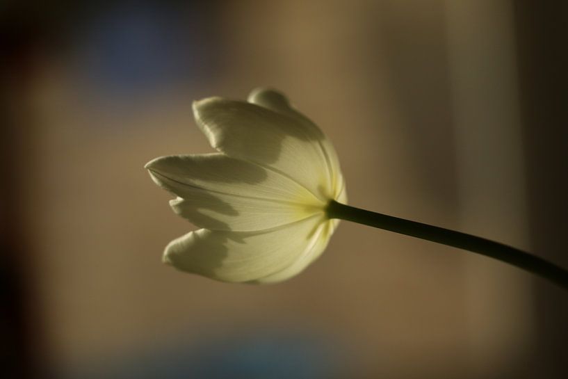 Und Tulpe im Sonnenlicht von Pim van der Horst