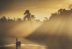 Cygne baignant dans la lumière chaude du soleil.