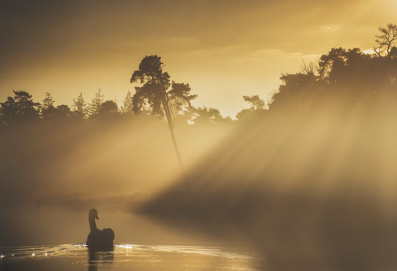Swan bathing in warm sunlight. by natascha verbij