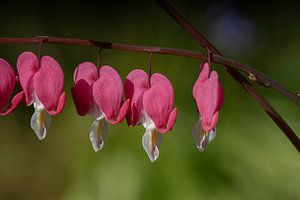 Herzblume