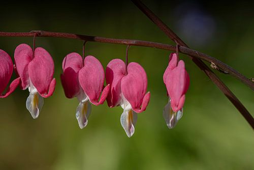 Heart flower