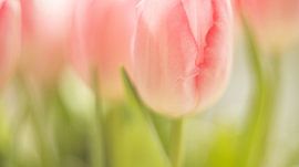 Tulpe von Janny Kleijn