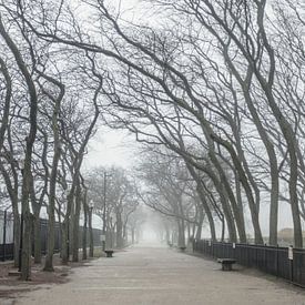 'Bomenlaan', Chicago von Martine Joanne