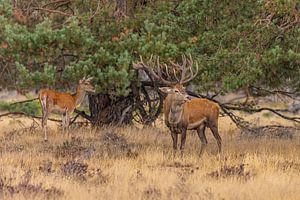 Rotwild auf der Hoge Veluwe, Niederlande