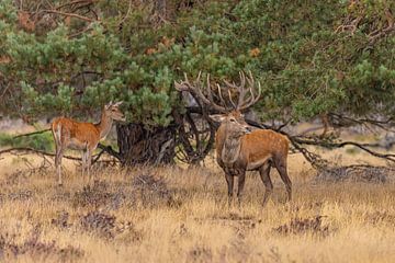 Edelherten op de Hoge Veluwe, Nederland van Gert Hilbink