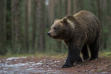 Eurasian Brown Bear ( Ursus arctos ), strong and powerful, at the edge of a forest, Europe.