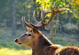 Rothirsch by Wiltrud Schwantz