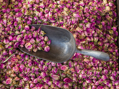 Rose petals from the south of France