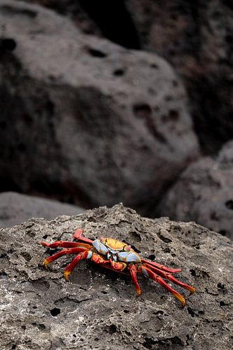 Feuer auf Lavastein (vertikal)