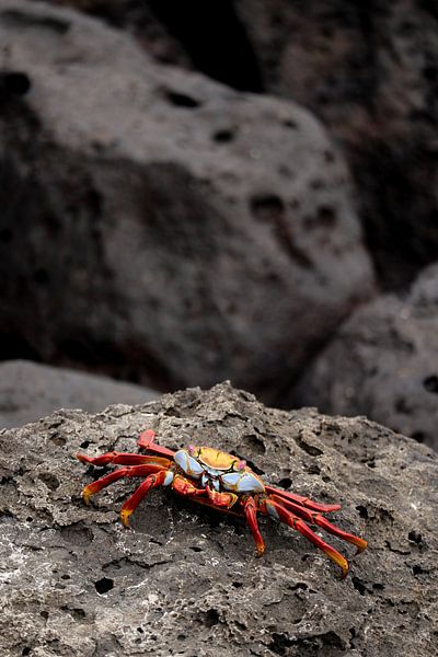 Fire on Lava Stone (vertical) by Sams View
