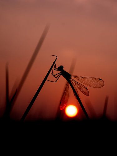 Early damselfly during sunrise