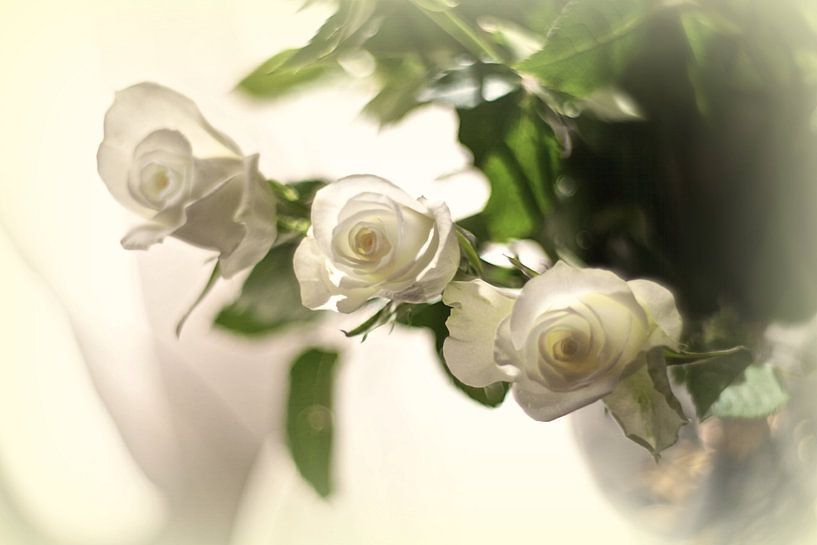 Roses blanches par Marianna Pobedimova
