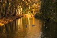 Schwimmende Enten in der Morgensonne im Berger Wald