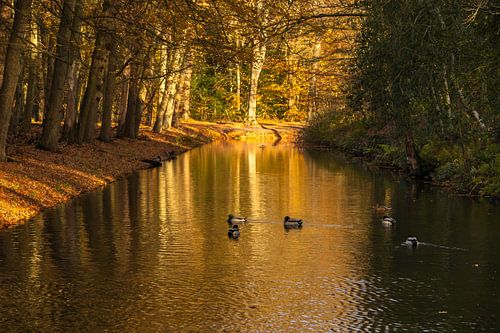 Zwemmende eenden in de ochtendzon in het Bergerbos