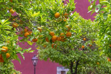 Zomerse sinaasappelbomen in Lissabon, Portugal van Michèle Huge
