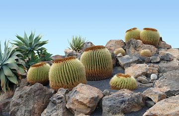 cactussen in Lanzarote van Achim Prill