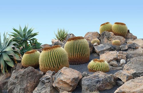 cacti in Lanzarote