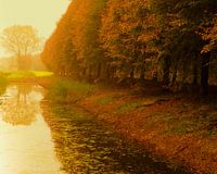 Herfstbomen aan sloot met nevel
