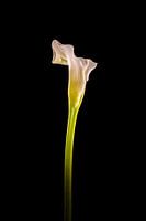 Callas 1 in colour