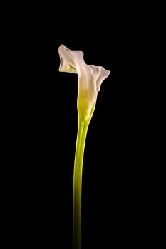 Callas 1 in Farbe