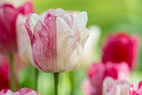 Tulip in red and white