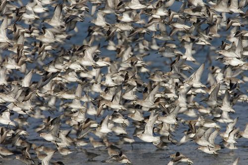 Grote groep Kanoeten in vlucht.