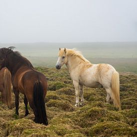 IJslandse paarden in het wild van Jan Fritz