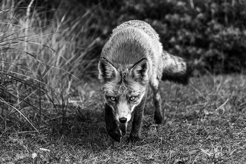 Fox in the Amsterdam Water Supply Dunes by Sander J