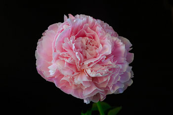 Still life with peony