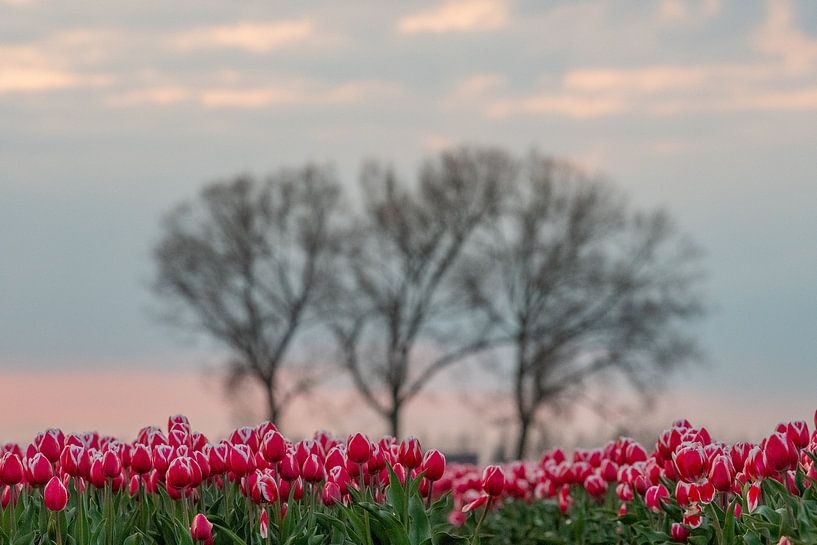 Champs de tulipes à Meerdonk par Jim De Sitter