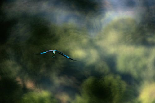 'arrivée du Rollier d'-Europa