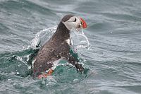 Papegaaiduiker op zee
