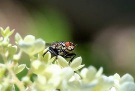 Macro of a fly on a flower by ManfredFotos