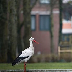 Stork in Amsterdam by Tom Zwerver