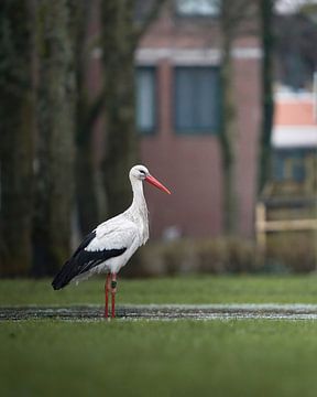 Cigogne à Amsterdam sur Tom Zwerver